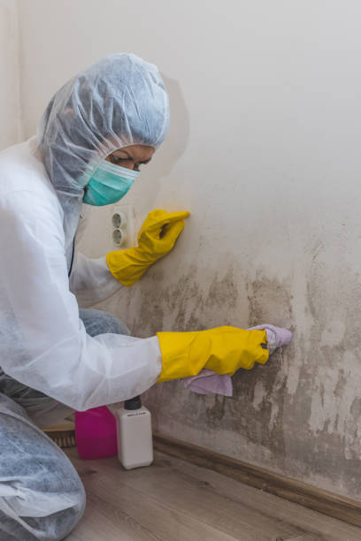 Best Black Mold Removal  in Thoreau, NM